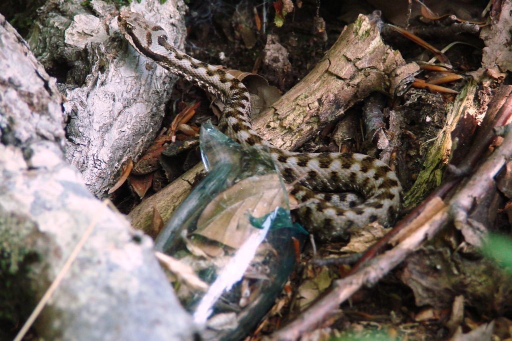 vipera